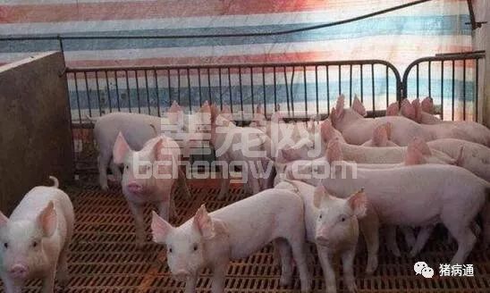 最棘手的冬季猪呼吸道病，老兽医教你快速治愈不反弹！