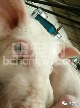 猪连续不断的打喷嚏千万不要忽视，有可能是它在作怪