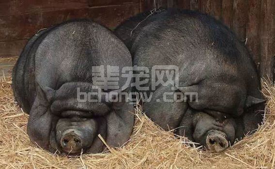 不是每个“偏方”都能防治口蹄疫！必须认真辨别！