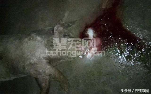 小猪死因不明，死后口鼻流出血色泡沫，这到底是什么病？