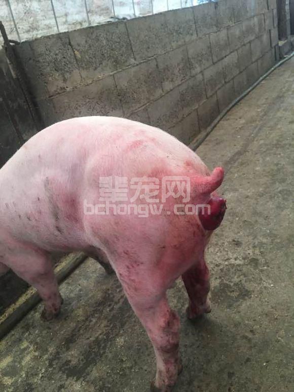 养猪人求助：猪脱肛了，该怎么处理？