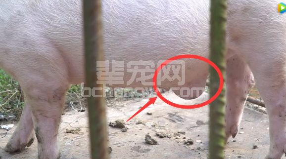 治疗仔猪脐疝还在用手术？详细图解胶带固定法