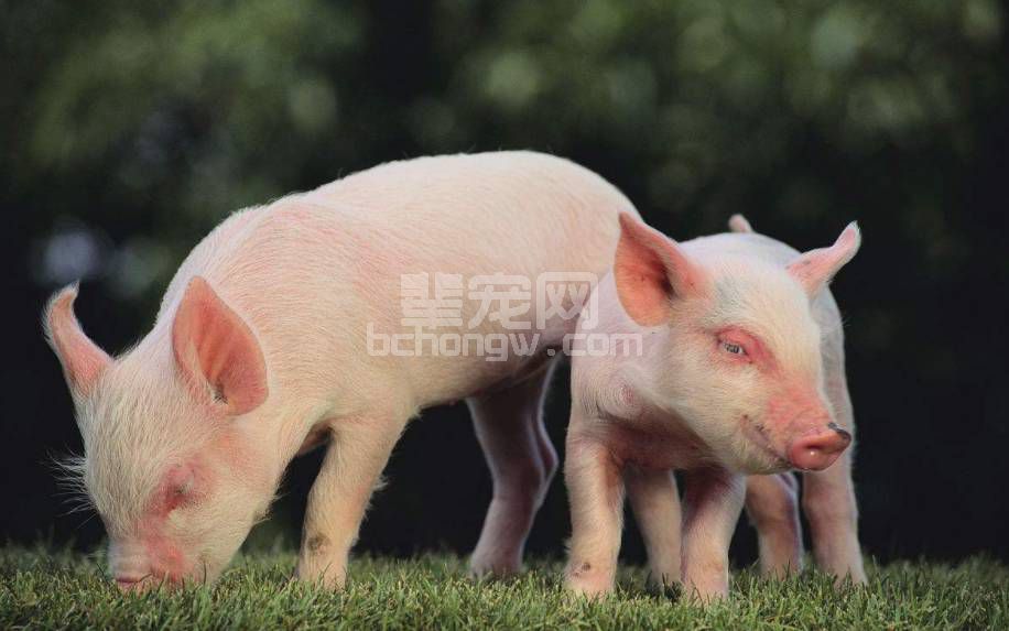 在治疗猪病的时候，这几种饲料可千万不能喂！
