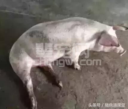 猪的得了风湿病怎么办？做好预防很重要！