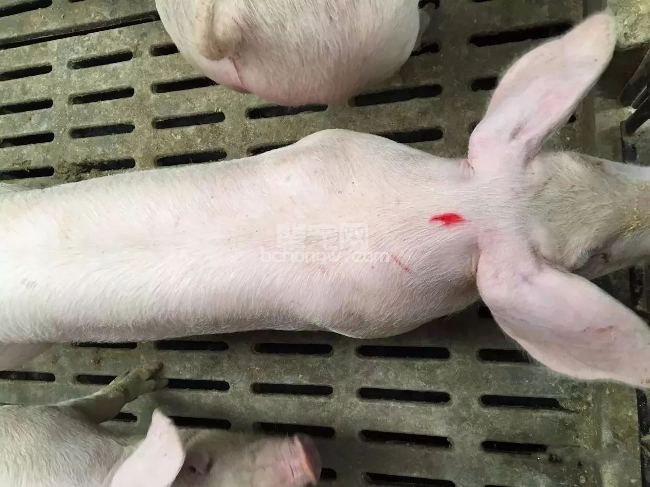 育肥猪呼吸道疾病反复发作、药物治疗效果差怎么办？试试这个方法