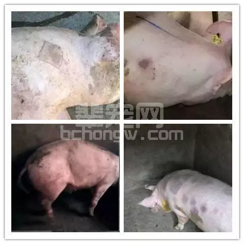 多数猪场大面积暴发高热、死亡，都是因为它……