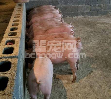 老猪倌教下来的相猪法，有病没病一看一个准！