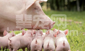 母猪子宫炎频发 ，如何科学防控？