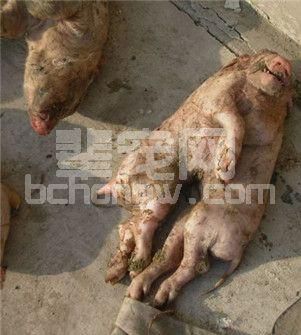 母猪屡屡生出怪胎，老农看了直摇头，兽医给出答案