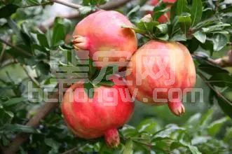 猪得了这4种病竟然可以靠石榴皮治疗，绝了！
