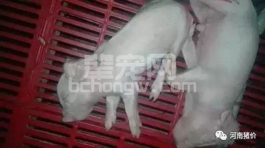 小心！仔猪补铁有讲究，操作不当有风险！