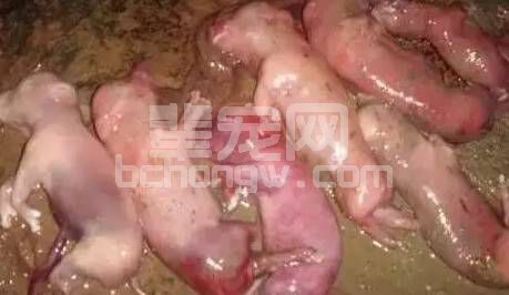 猪腹泻、咳嗽、关节肿、流产死胎，对照这个猪病分类表看看