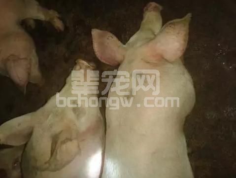 猪发烧，不要慌，对症治疗最重要！