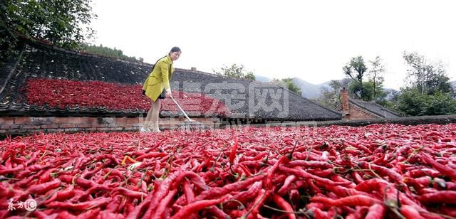 仔猪辣椒素中毒，可见潲水喂猪的危害有多大！