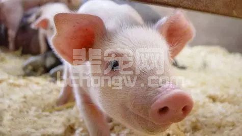 仔猪腹泻高发，如何尽可能的减少仔猪死亡？