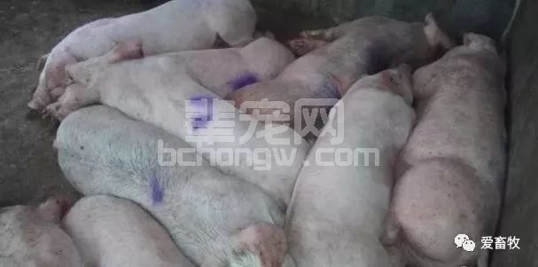猪发烧用对药就可救猪命，这些经典组方养猪人必须知道！