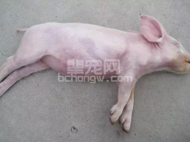 两天死了15头猪，老板束手无策，老兽医一滴药未用轻松化解
