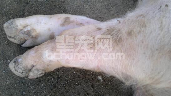 得了口蹄疫怎么治？只要按照这个治疗，其实没啥大不了