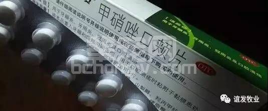 巧用甲硝唑，养猪人对症防治猪病，效果才会好！