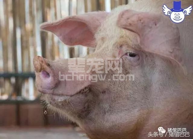 母猪在产后如何保养身体，这么喂可以有效避免产后不食！