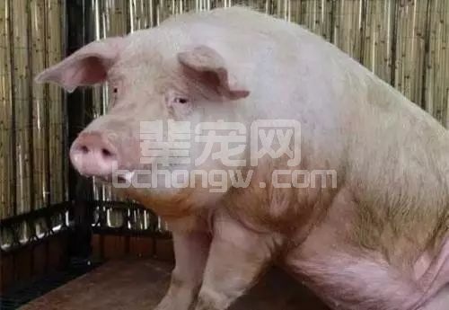 冬天易发猪气喘病？试试这三套治疗方案！