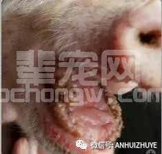 仔猪舌缘炎传统治疗方法