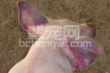 防控蓝耳病一定要靠疫苗？靠替米？不！偏偏有人用这个