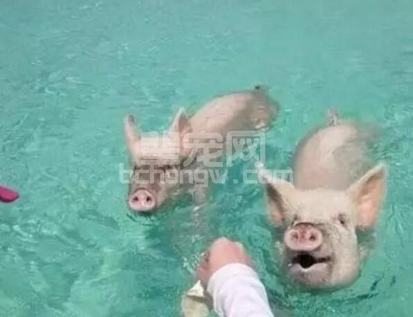 夏天猪热应激营养调整攻略：提"脂"降"碳"、调"蛋 ...