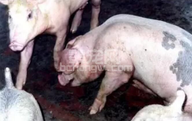 猪支原体肺炎是对养猪业造成重大经济损失最常发生、流行最广最难净化的重要疫病，如何 ...