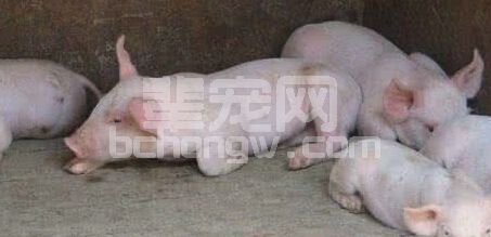 猪中毒了，怎么办？