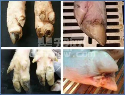 猪口鼻、肢蹄有水泡、溃烂的症状是口蹄疫吗?