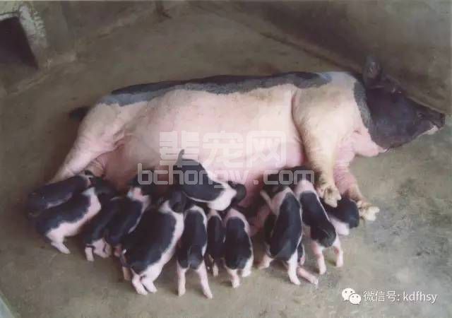 母猪产后不食束手无策？读完此文章，保你手到擒来