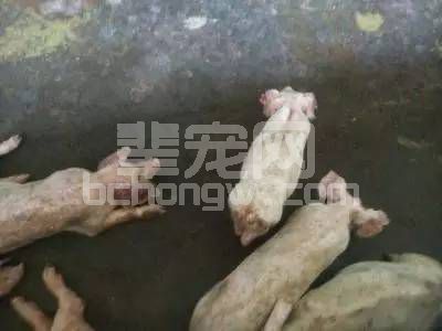 猪拉稀脱水严重怎么办？