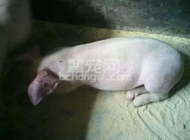 为什么猪站不起来了？