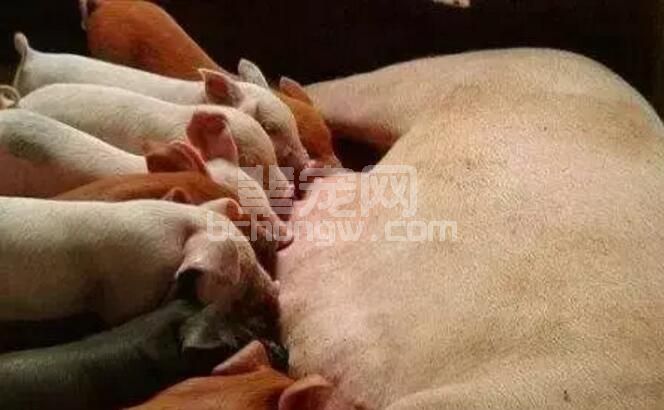 减少哺乳仔猪死亡，这些你不能不读！