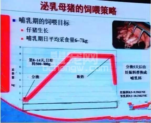 断奶不发情的母猪，这样的综合防治措施值得每位养猪人 收藏！