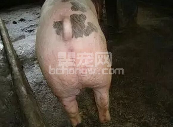 区别猪圆环病毒和过敏性皮炎，这3点说的很透！！！