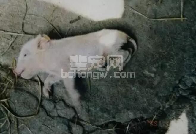 预防猪传染病的“三部曲”分享