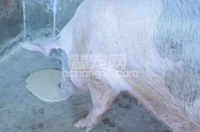 引起猪呕吐的传染病及其防控措施