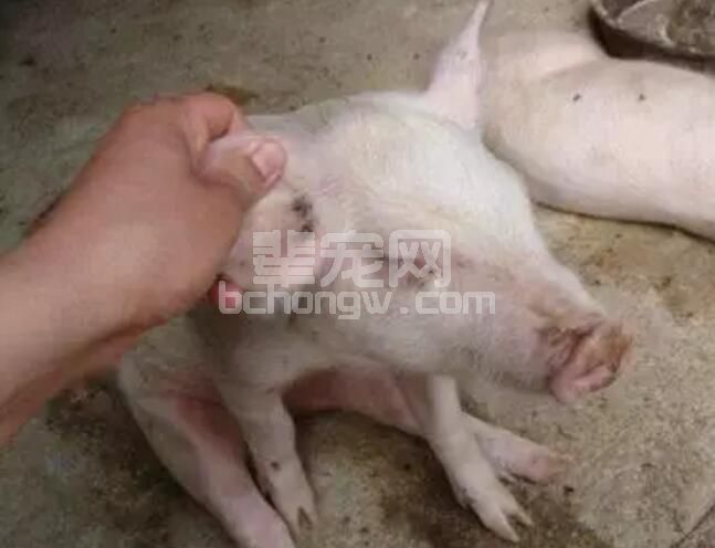 太有才了！养猪人的猪病诊断“快板”
