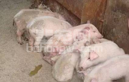 猪各阶段流行性腹泻治疗方法