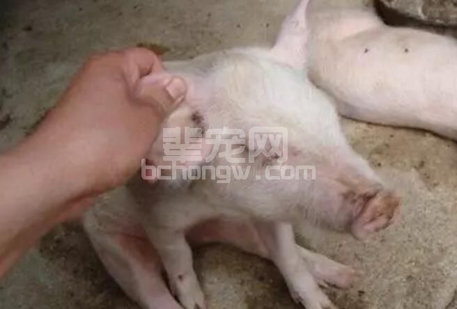 教你小技巧！如何鉴别与管理病弱猪？