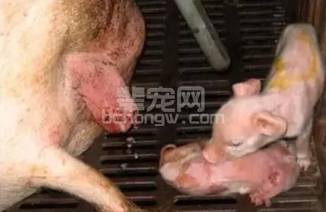 母猪子宫炎在规模猪场发生的原因和对策