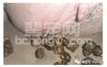 夏季高温高湿，“三毒”危害不可小觑！