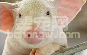 教你小技巧！夏季猪只“热应激”怎么办？