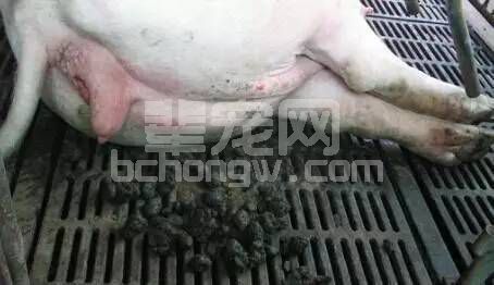 母猪便秘这样治简单有效，你知道吗？