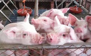 夏季猪咳嗽、喘气、急性死亡，看有经验的兽医教你这么做！