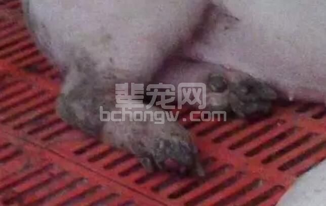 养猪人在处理口蹄疫病问题上的误区！