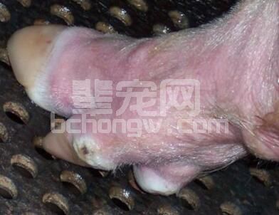 技术：种猪肢蹄病的原因汇总