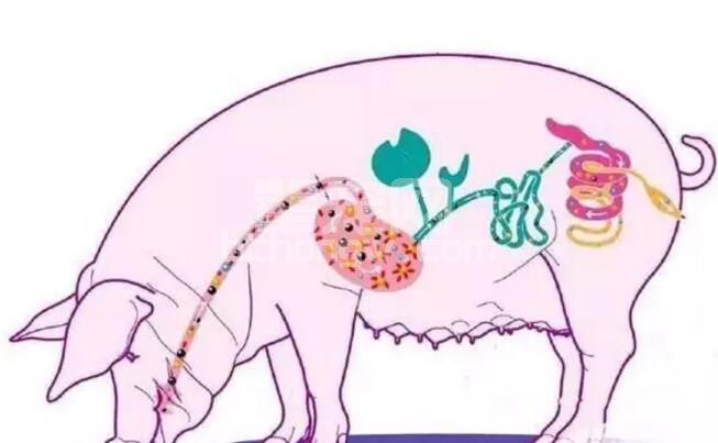 抗生素相关性腹泻的原因